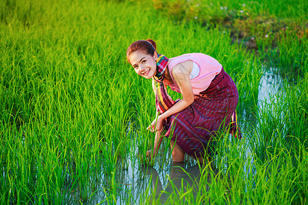 在稻田工作的农务妇女植物女士农场农民生长生活女性文化微笑种植园图片