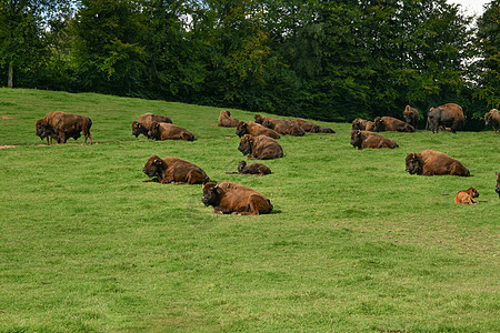 夏季草场的比森草林牧场草地草原男性野牛野生动物动物群国家水牛保护图片