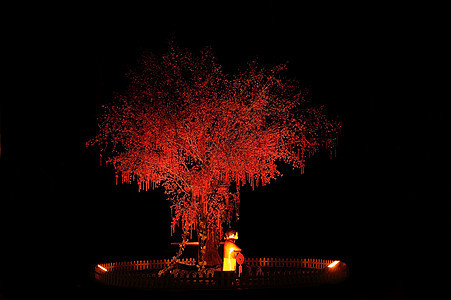 红中国树新年红色黑色植被叶子月球活力生活植物橙子背景图片