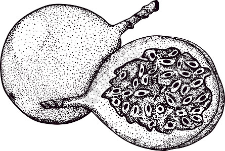 矢量手绘套西番莲果 百香果插图 美味的热带素食对象 用于餐厅 菜单 冰沙碗 市场 商店 派对装饰 餐点标签叶子情调植物学甜点异国图片