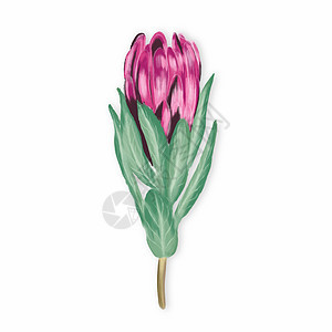 水彩异国情调的花卉 Protea 孤立绘图婚礼装饰品生日植物艺术卡片插图邀请函植物群玫瑰图片