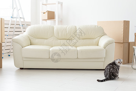 美丽的灰色苏格兰式折叠猫坐在新空沙发旁边 然后搬到新的公寓 它的概念是与一只猫一起住家和良好的传统婴儿尾巴动物毛皮晶须眼睛房子伴图片