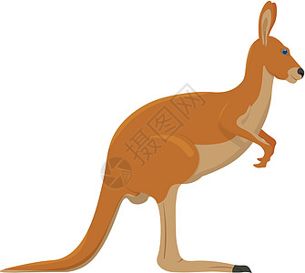 Kangaroo 以白色背景隔离的Kangaroo矢量插图图片