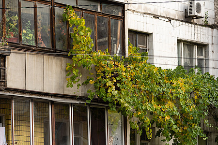 在一栋公寓楼的常春藤框架城市衬套杂草房子市中心植物场景行人建筑学图片