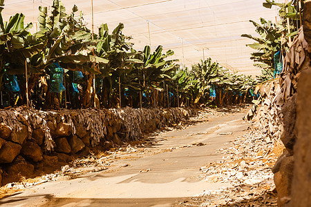 热带香蕉树叶质 大棕榈叶 深绿色本底图片