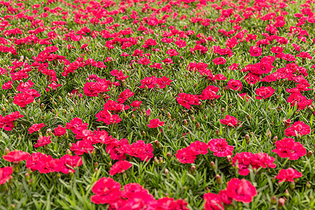 花朵在花园中开花生长农业绿色花瓣红色植物群季节植物叶子场地图片