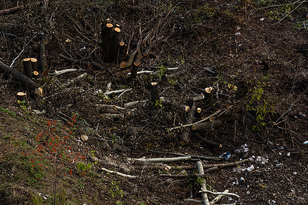 边上砍松树 自然灾难 森林灾难图片