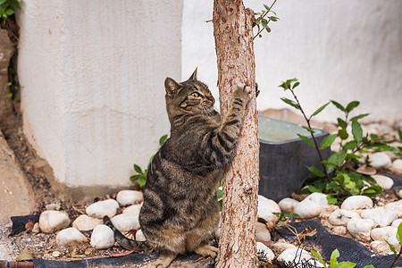 宠物和清洁卫生     留在树磨利爪旁的条纹猫头发锐化说谎猫咪哺乳动物脊椎动物眼睛活动晶须小猫图片