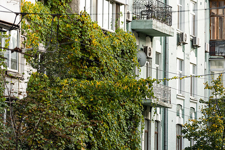 在一栋公寓楼的常春藤建筑行人框架杂草植物建筑学中心场景街道叶子图片