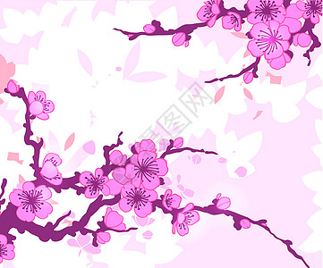 Sakura 矢量插图分支植物美丽文化李子花园樱花卡片传统绘画边界图片