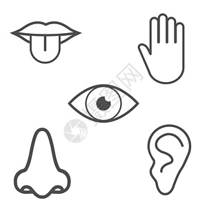 人类感官图标 矢量插图 平板设计眼睛解剖学器官手指耳朵微笑身体医疗舌头洞察力图片