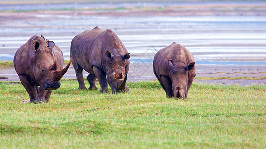 肯尼亚国家公园的Rhinos游戏国家动物热带野生动物哺乳动物濒危荒野皮肤公园图片
