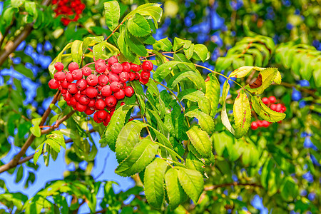 绿色树枝上有山灰的红莓图片