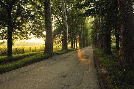 在美丽的巷子里日出胡同季节级别踪迹晴天农村树木植物公园森林图片