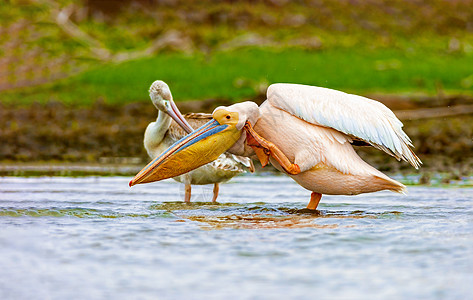 肯亚湖湖边的Pelican鸟类火烈鸟国家自然陨石旅行野生动物冒险荒野动物图片
