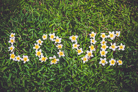 弗朗吉帕尼花朵安排 作为绿草上的爱图片