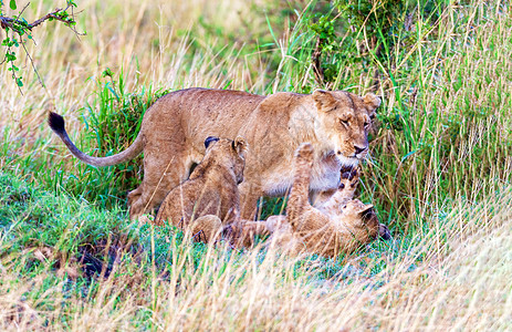 一只母狮和她的小猫玩耍图片