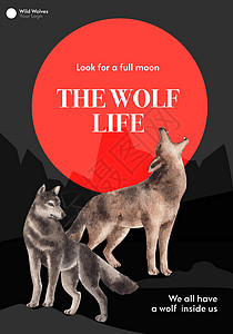 冬季概念中带有狼的海报模板 水彩风格插图力量野生动物动物哺乳动物捕食者羊毛动物园小册子毛皮图片