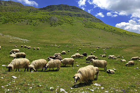 大自然中的绵羊农业草地草原羊肉高地天空家畜农村风景牧场图片