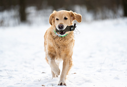 外面玩的金色猎犬宠物天气朋友犬类金子公园动物季节冷冻乐趣图片