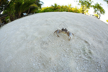 白沙滩上的螃蟹爪子海洋野生动物生态旅行贝类动物热带宏观生物图片