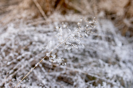 秋草上季节初降雪的秋天图片