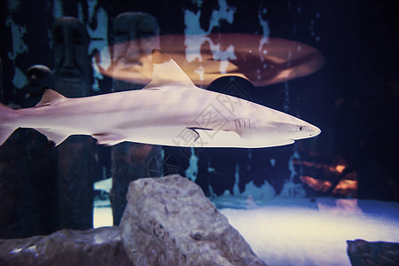 鲨鱼在水族馆游泳珊瑚厚脸黑鳍捕食者动物生活环境海洋潜水动物群图片