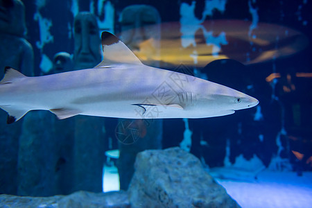 鲨鱼在水族馆游泳铅球海洋厚脸蓝色环境动物群野生动物软骨危险动物图片