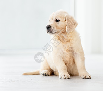 宝宝和狗年轻猎犬背景