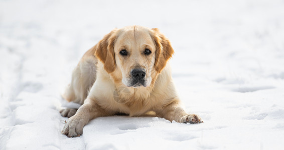 冬季的金色猎犬哺乳动物乐趣白色公园说谎金子朋友犬类动物宠物图片