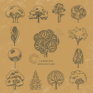 一组不同类型的旧式树木前视图 在纸张背景上以线性样式绘制图片