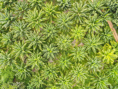 从绿色作物上方俯视棕榈叶 鸟瞰热带树植物 鸟瞰棕榈树绿地自然农业农场背景生长棕榈油木头衬套植物学棕榈旅行种植园晴天景观图片