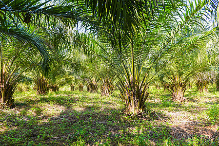 热带树植物棕榈树田自然农业农场棕榈种植园 绿色作物棕榈油叶子场景花园树木场地公园农场收获种子生产图片