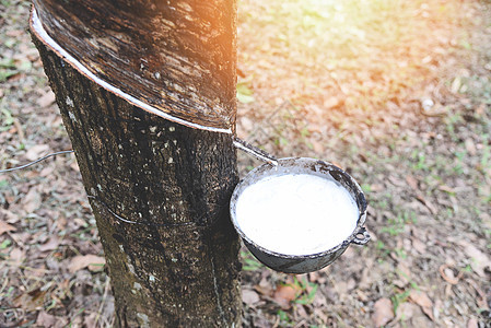 从亚洲橡胶树种植园农业中提取的碗中橡胶乳胶橡胶种植园用于天然乳胶牛奶环境丛林生产材料花园森林叶子松紧带树干图片