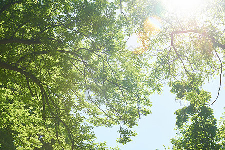 绿树香花园蓝色生长分支机构树叶面具植物叶子树木活力图片