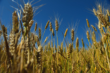 背景蓝天的小麦田野内小麦字段季节植物蓝色种子天空阳光粮食农村金子谷物图片