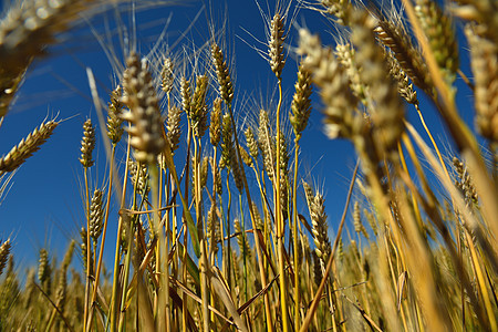 背景蓝天的小麦田野内小麦字段玉米植物收成农村谷物农业农场面包稻草蓝色图片