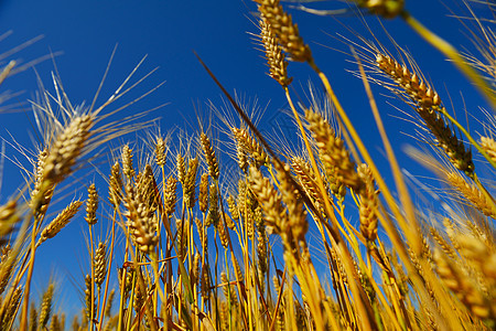 背景蓝天的小麦田野内小麦字段稻草场景太阳粮食种子谷物农村草地玉米蓝色图片