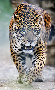 大猫老虎动物园野生动物动物野猫荒野头发猎豹黑色侵略图片