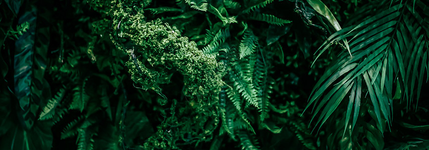 热带树叶作为自然和环境背景 植物园和花卉背景 植物生长和景观设计雨林食物种植园草本植物植物学科学装饰宏观棕榈叶子图片