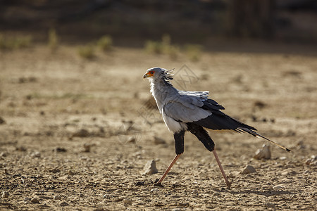 南非Kgalagaddi跨界公园的秘书鸟濒危栖息地野生动物物种荒野生物圈保护区动物自然保护区驱动图片