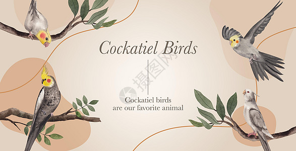 广告牌模板 带有公鸡鸟概念 水彩色风格裙子宠物鹦鹉农场水彩插图营销动物羽毛兜帽图片