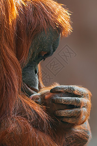 奥兰古图人的母亲 照顾自己的孩子荒野丛林动物群哺乳动物母性主题头发俘虏灵长类动物图片