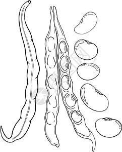 豆荚和豆子 白色背景上的手绘草图 您设计的的豆类和豆荚插图饮食蔬菜营养农业美食叶子电脑粮食种子图片