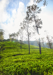 斯里兰卡高原的茶园 晨光照亮了斯里兰卡康迪图片