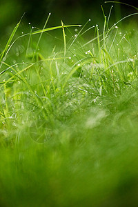 含甘露的草水滴雨滴自然叶子植物花园天气生长太阳草地图片