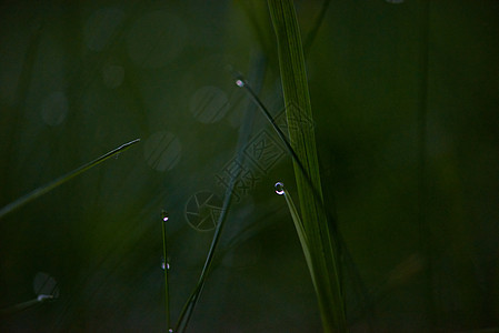 含甘露的草植物水滴天气花园雨滴叶子生长草地太阳自然图片