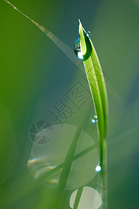 含甘露的草自然天气草地生长水滴叶子雨滴环境植物花园图片