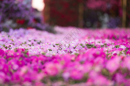 迪拜奇迹花园植物学旅行街道花坛娱乐建筑学公园植物群植物安装图片