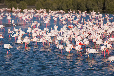 一群可爱的粉红火烈鸟羽毛翅膀旅行天空自然动物群公园游猎团体热带图片